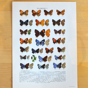 Antike Schmetterlingsdrucke, Entomologische Illustrationen, Spinner, Raupen, Bläulinge, antiker Druck, Lithographie, Wanddekoration