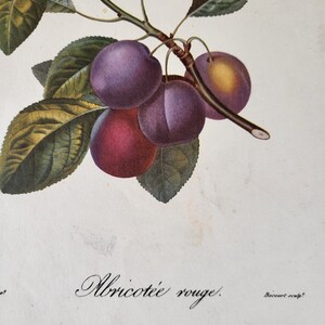 Abricotée rouge botanical illustration, apricot, vintage print, print, vintage nature illustrations, poiteau, garden image 2