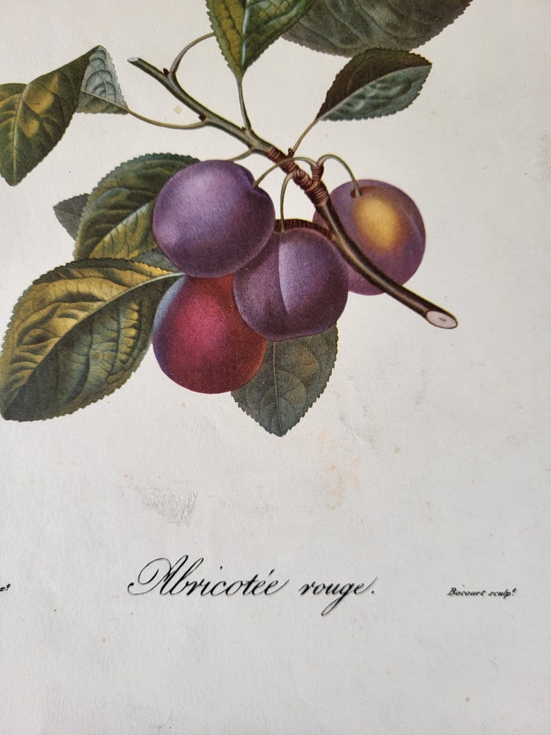 Abricotée rouge botanical illustration, apricot, vintage print, print, vintage nature illustrations, poiteau, garden image 2