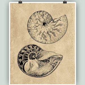 Nautilus Shell Art, Seashell Print, Coastal Decor, Nautical Wall Art, Sea Life Print, Nautical Decor, Shell Poster, Sea Life Art, Printable