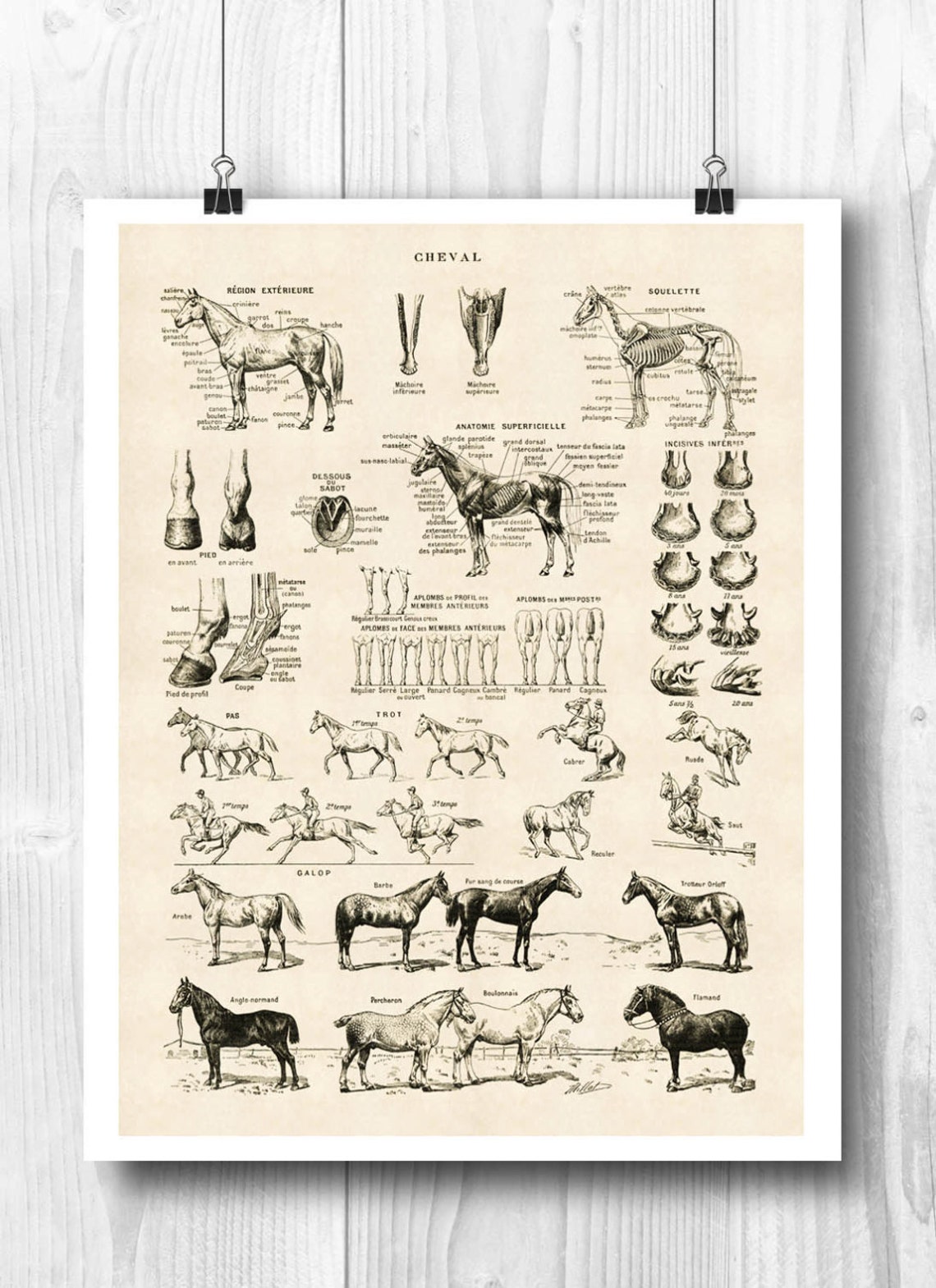 PRINTABLE Horse Art, Horse Poster, Horse Skeleton, Educational Poster ...