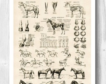 Art de cheval IMPRIMABLE, affiche de cheval, squelette de cheval, affiche éducative, impression d’anatomie de cheval, impression équestre, décor de chalet, décor rustique.