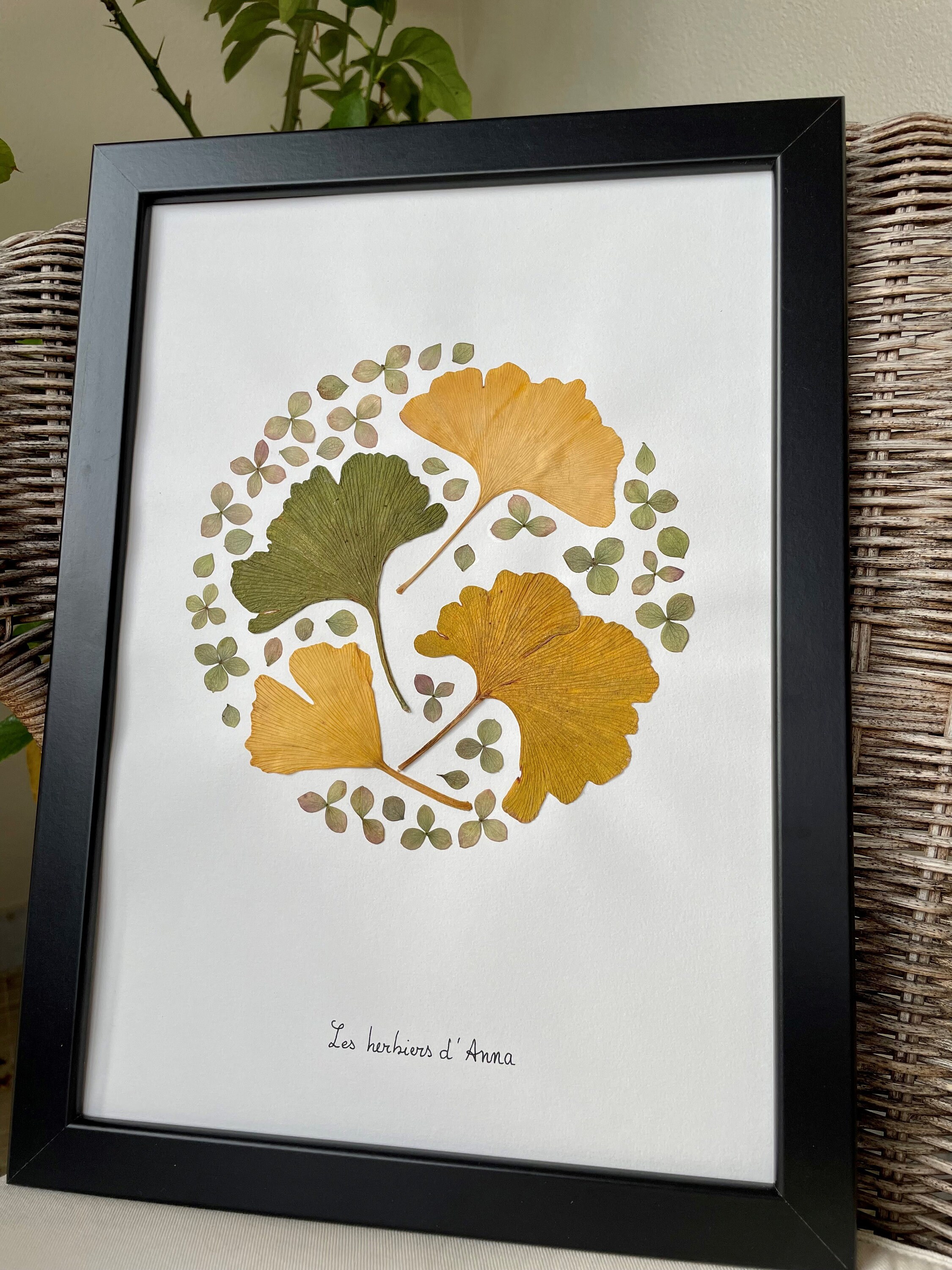 Herbier Encadré, Gingko et Hortensias