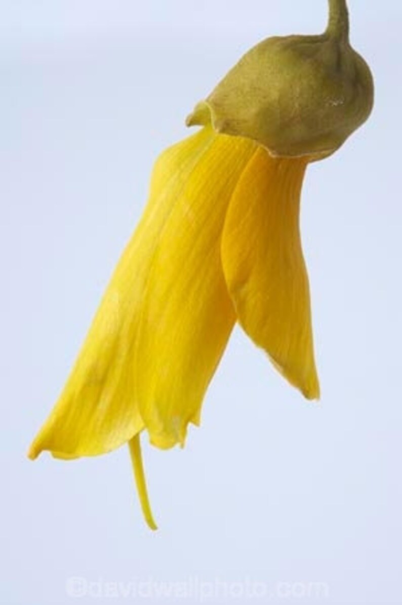 Kowhai Flower Cross Stitch Pattern Native New Zealand Flower Etsy