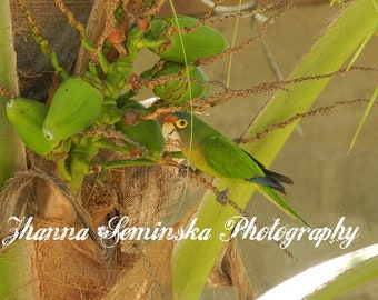 Orange-fronted Parakeet Fine Art Photography