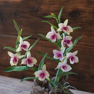 Dendrobium Nobile Orchid made from Japanese air-dry polymer clay. image 1