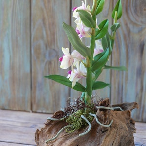 Dendrobium Nobile Orchid made from Japanese air-dry polymer clay. image 6