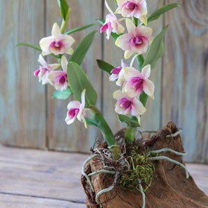 Dendrobium Nobile Orchid made from Japanese air-dry polymer clay. image 3