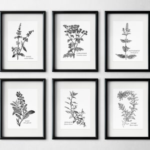 Black & White Spice and Herb Set of 6 Illustration Prints, Botanical, Black and White, Kitchen, Plant Wall Art Printable, Digital Download