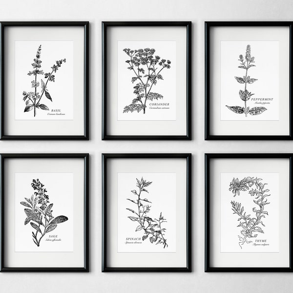 Black & White Spice and Herb Set of 6 Illustration Prints, Botanical, Black and White, Kitchen, Plant Wall Art Printable, Digital Download