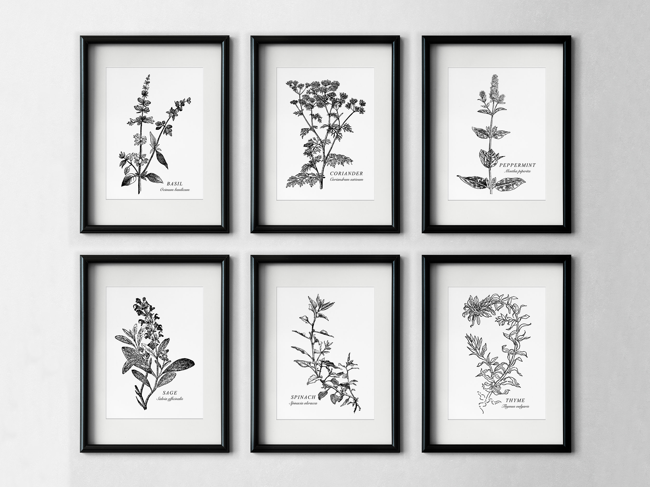Black & White Spice and Herb Set of 6 Illustration Prints, Botanical, Black and White, Kitchen, Plant Wall Art Printable, Digital Download