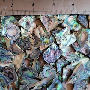 Grüne Paua Abalone Muschel Rohlinge: Mosaik Kunst Inlay Material (7oz/200 gram)