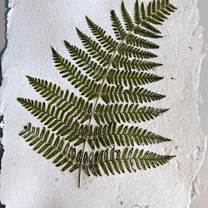 Pressed Fern on Handmade White Paper, Real Ferns, thick textured papers, wall hanging or decor, scrapbooking, art