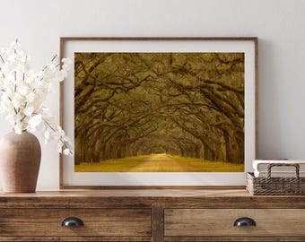 May include: A framed landscape photograph depicting a dirt road lined with large, arching oak trees covered in moss. The print is displayed in a wooden frame on a wooden dresser next to a ceramic vase with white flowers and a small woven basket.