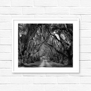 Coastal Georgia landscape print Spanish moss lane Tree lined lane marsh coast florida Georgia South carolina