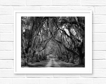 Coastal Marsh Print: Spanish Moss Lane, St Simons Island