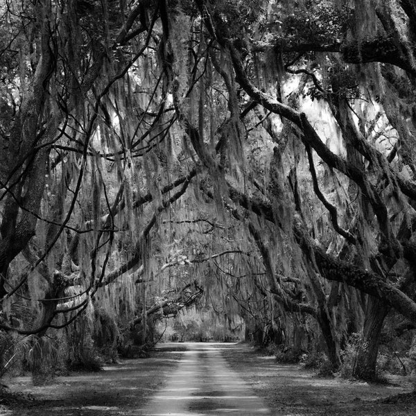 Spanish Moss Etsy