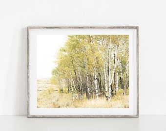 Aspen Tree Forest Print: Grand Tetons Landscape Photography