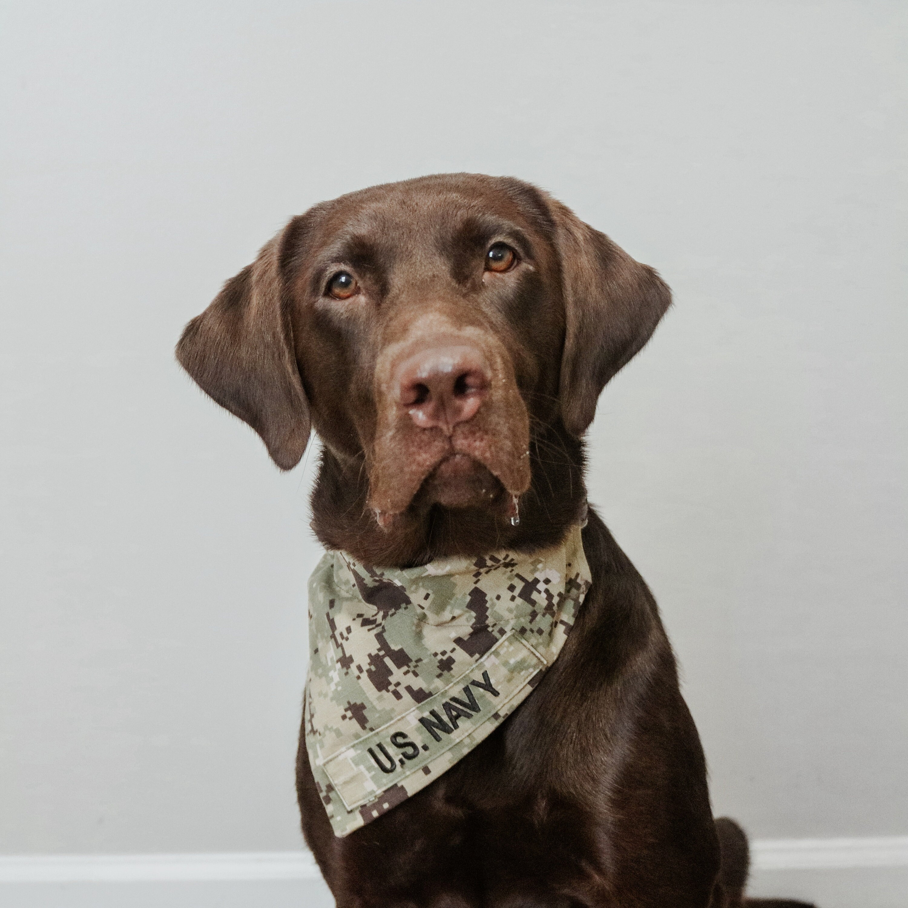 Tossed American Flag Dog Bandana, 12 Pack