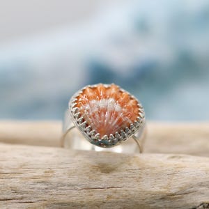 May include: A silver ring featuring a natural seashell with orange and white hues. The shell is set in a decorative silver bezel. The ring is displayed on a piece of driftwood, with a blurred blue and white background.