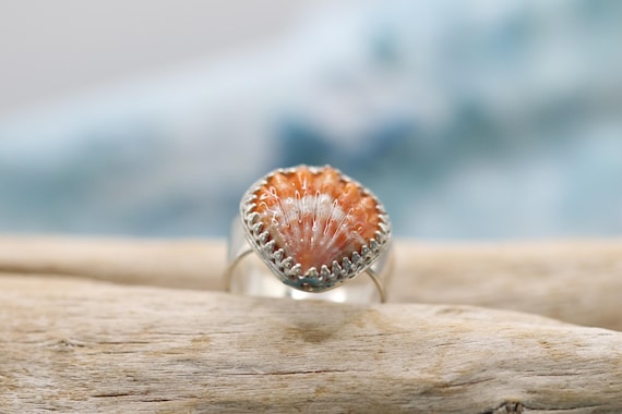 Sterling silver band, Hawaiian Sunrise Shell, bezel set, size 8