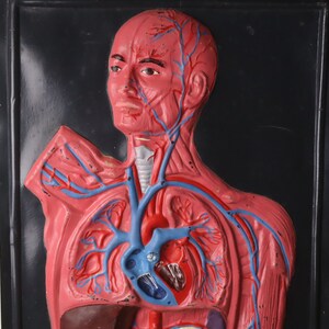 Russisches anatomisches Modell. vintage pädagogisch vorbildliches didaktisches Modell. Anatomisches Modell. Person interne Struktur.Man Organe Layout