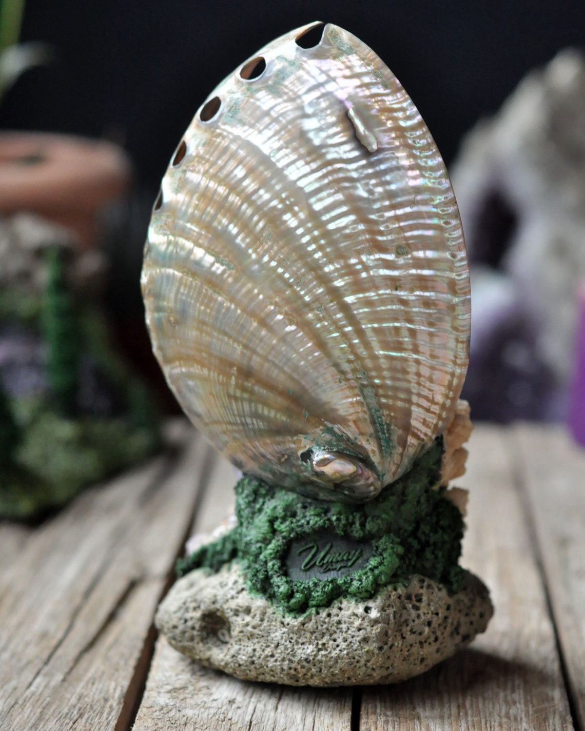 Decorative Abalone Shell Art Object Decorative Realistic - Etsy