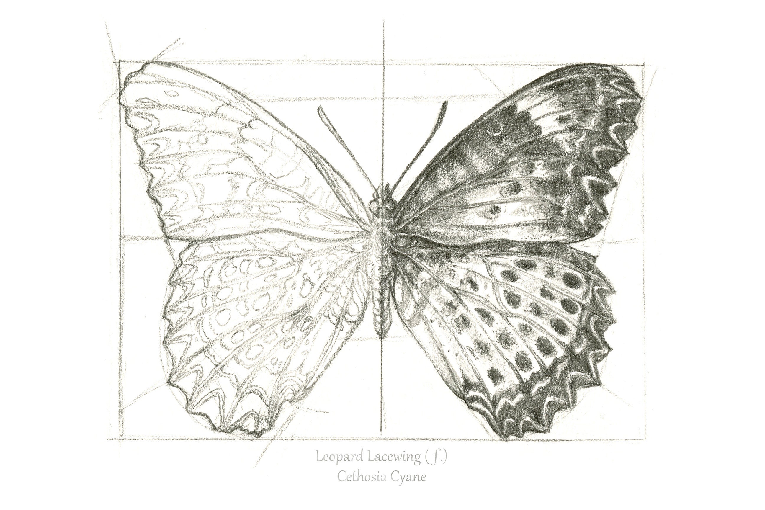 Butterfly Scientific Illustration 2 Print Drawing Graphite Etsy
