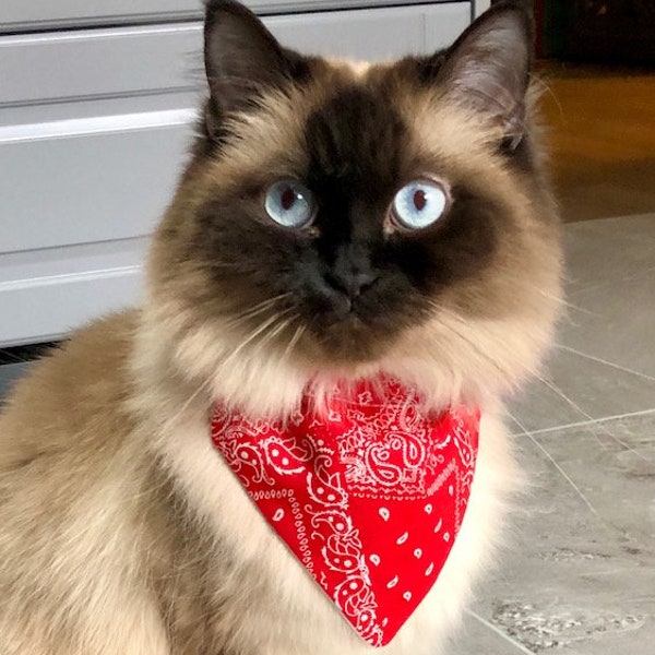 RED BANDANA • Over-The-Collar Pet Bandana • Matching Face Mask • Matching Hair Scrunchie