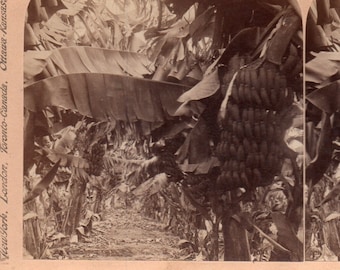 1901 Hawaï, au coeur d&#39;une plantation de bananes.  Underwood Stereoview Photo