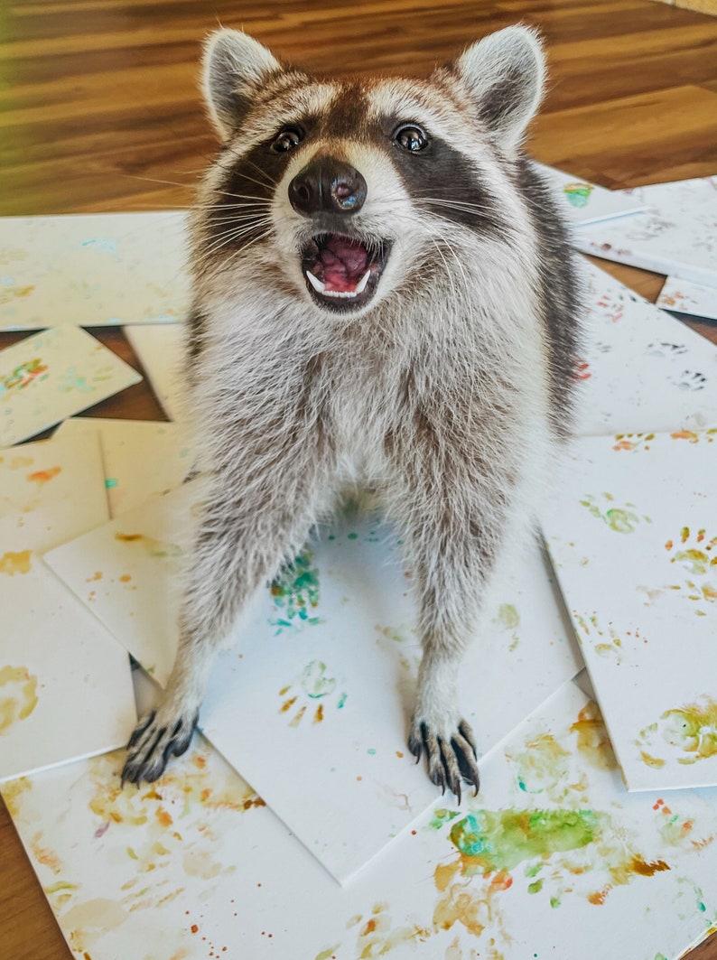 May include: A raccoon with a white and gray coat stands on a white surface with colorful paint splatters. The raccoon has its mouth open and its eyes are wide open. The raccoon is looking at the camera.