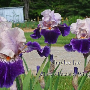 Shaylee Jae - 2008 - Tb - Fragrant imagen 2