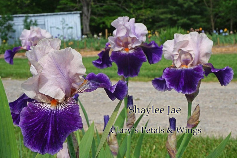 Shaylee Jae - 2008 - Tb - Fragrant imagen 2