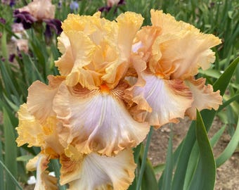 Orange Toffee 2011 Tb- Reblooming