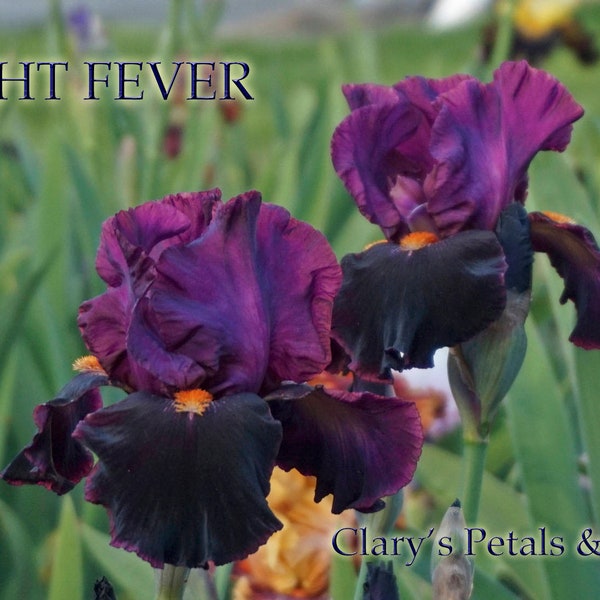 NIGHT FEVER - Tall Bearded Iris - Fragrant