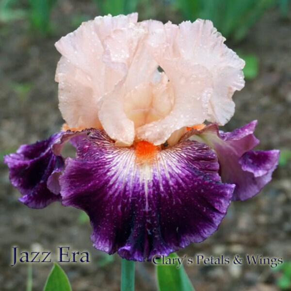 JAZZ ERA - 2010 Tall Bearded Iris