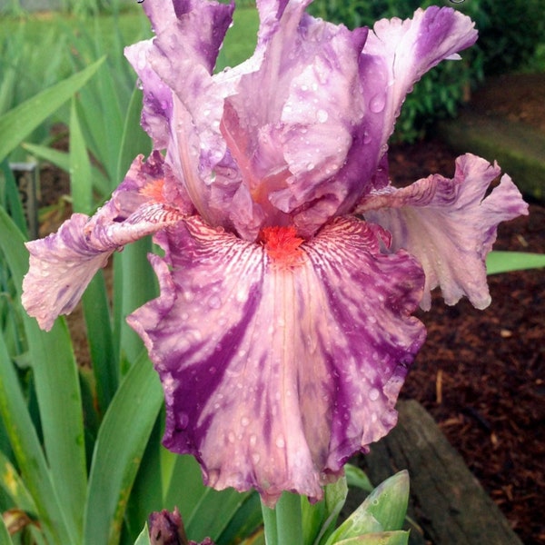 Squid Squirt 2002 - Tall Bearded Iris - Broken color Pink splashed purple and Fragrant