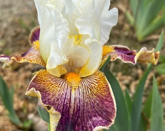 Op de afbeelding: Een close-up van een witte, gele en paarse irisbloem met de tekst "Sordid Lives" en "Clary's Petals & Wings" op de afbeelding.