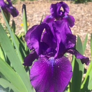 May include: A close-up of a purple iris flower with the text "Constant Companion Clary Petals & Wings" above it.