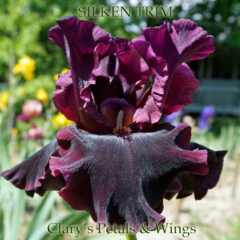 Silken Trim 2012 Tall Bearded Iris Award Winner Etsy
