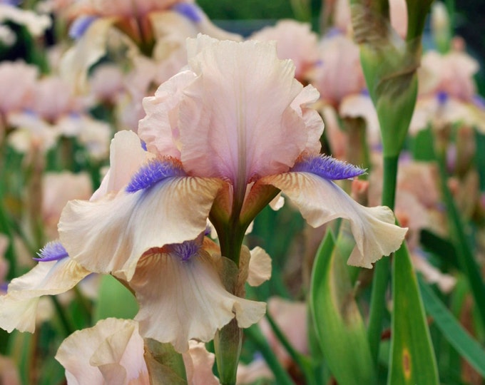 Concertina Intermediate Bearded Iris reblooming Etsy