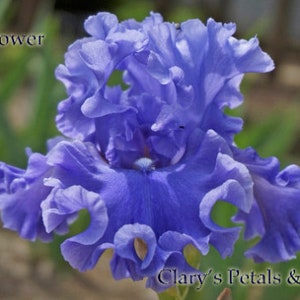 Sea Power - Fragrant Tall Bearded Iris