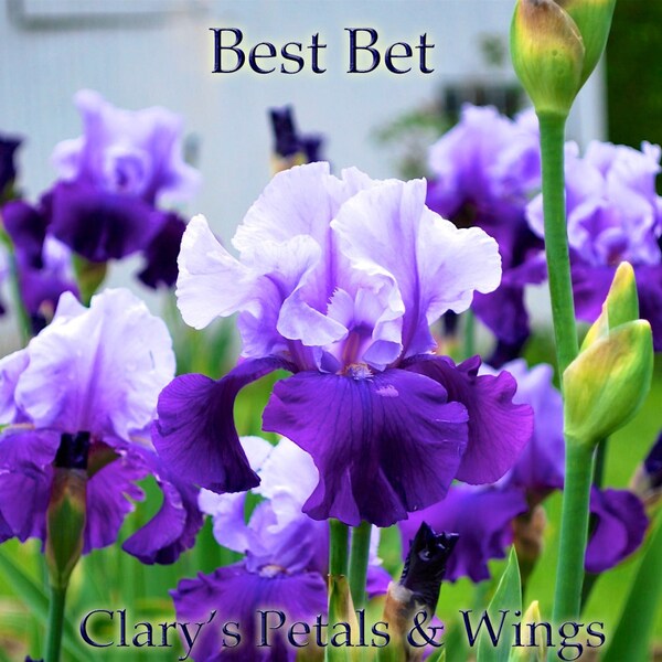 Best Bet   Tall Bearded Iris  **Reblooming** Award Winner!