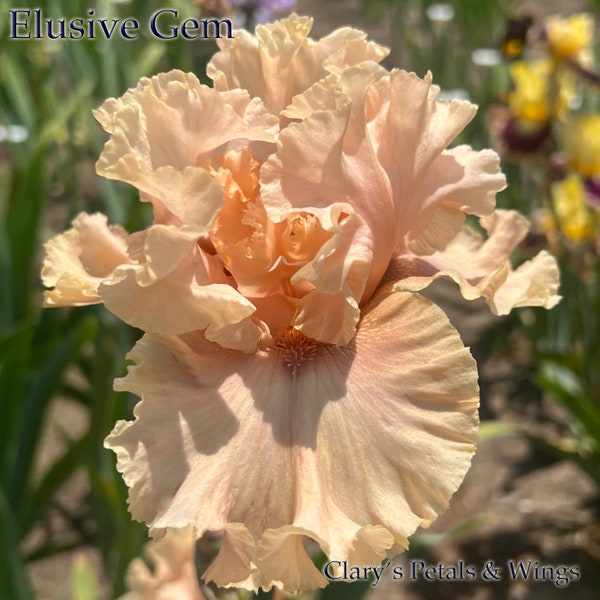 ELUSIVE GEM - 2020 Tall Bearded Iris