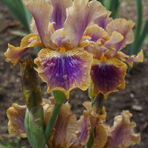 May include: A close-up of a purple and brown iris flower with the text "Vintage Vibe Clary Petals & Wings" above it.