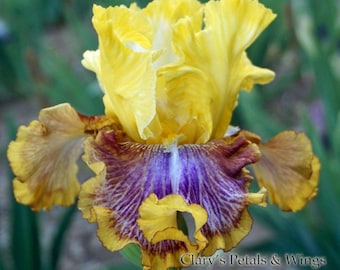 Op de afbeelding: Een close-up van een gele, paarse en bruine irisbloem met een gekrulde textuur. De bloem heeft een wit centrum en is omgeven door groen blad. De tekst "Bold Pattern" staat bovenaan de afbeelding en "Clary's Petals & Wings" onderaan.