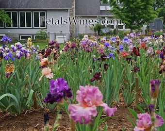 Surprise Dozen Iris