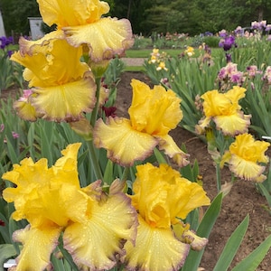 Ruby Moon - 2002 - Tb - Reblooming & Fragrant
