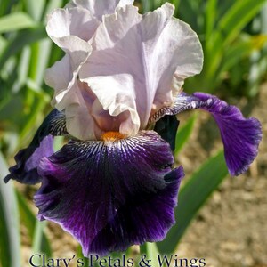 Shaylee Jae - 2008 - Tb - Fragrant imagen 3