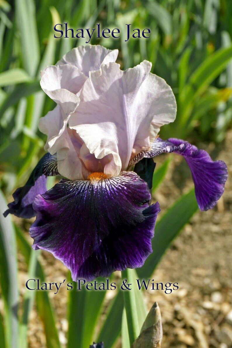 Shaylee Jae - 2008 - Tb - Fragrant imagen 3